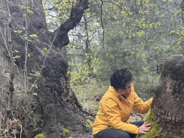 Özbilen Duygu ormanda büyük bir ağacın üzerinde kollarını açmış, doğayla bağlantı anı