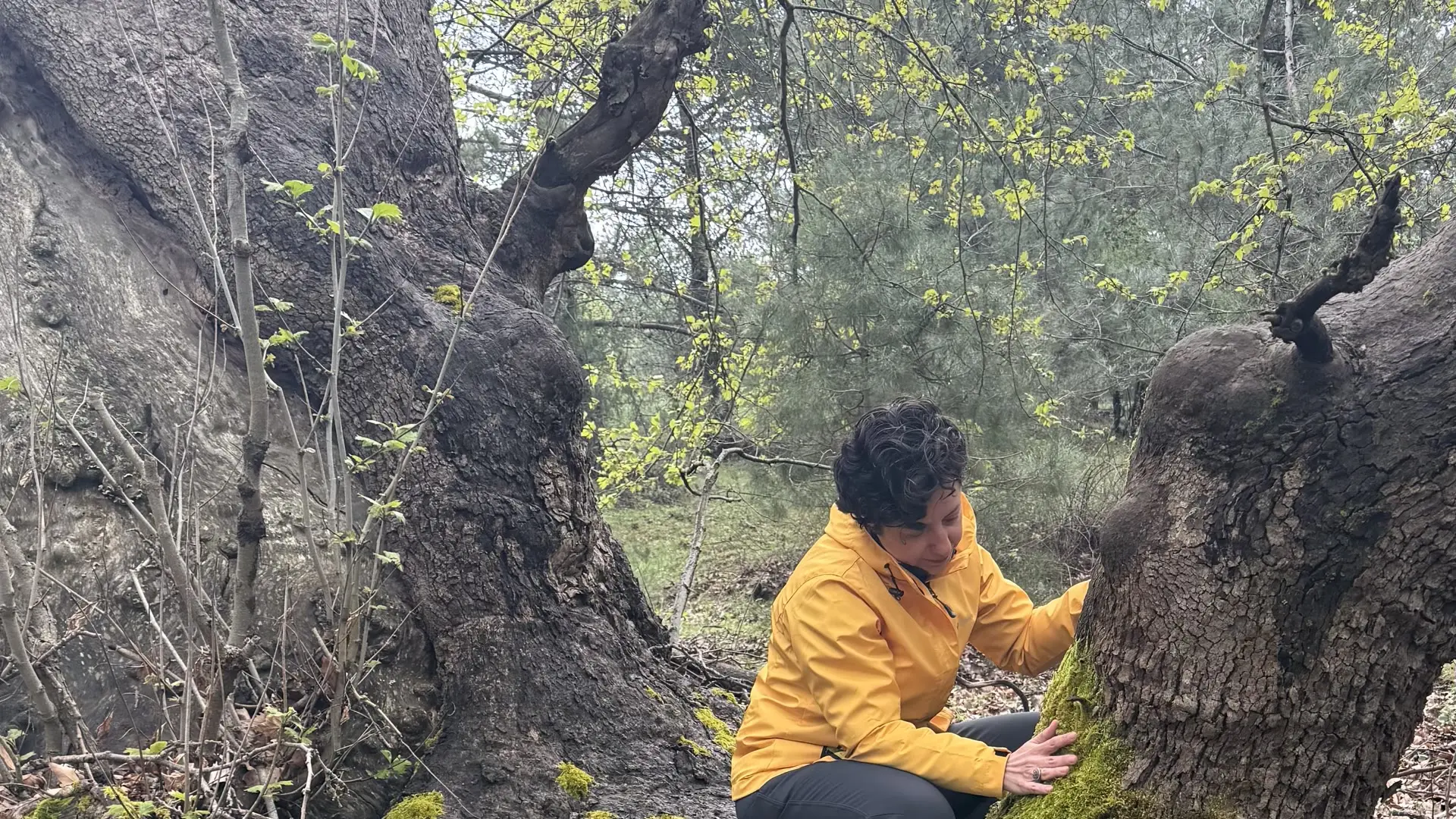 Özbilen Duygu ormanda büyük bir ağacın üzerinde kollarını açmış, doğayla bağlantı anı